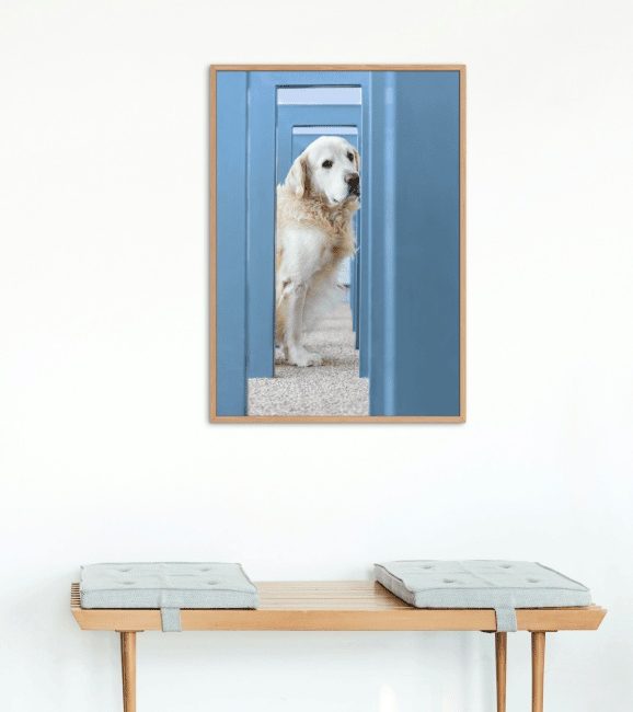 Mock-up Animphotographie