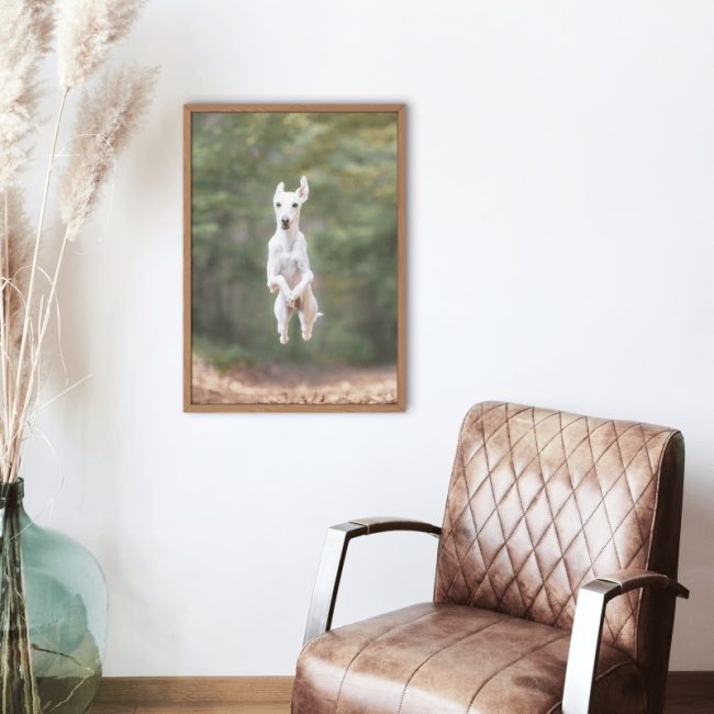 Mock-up Animphotographie