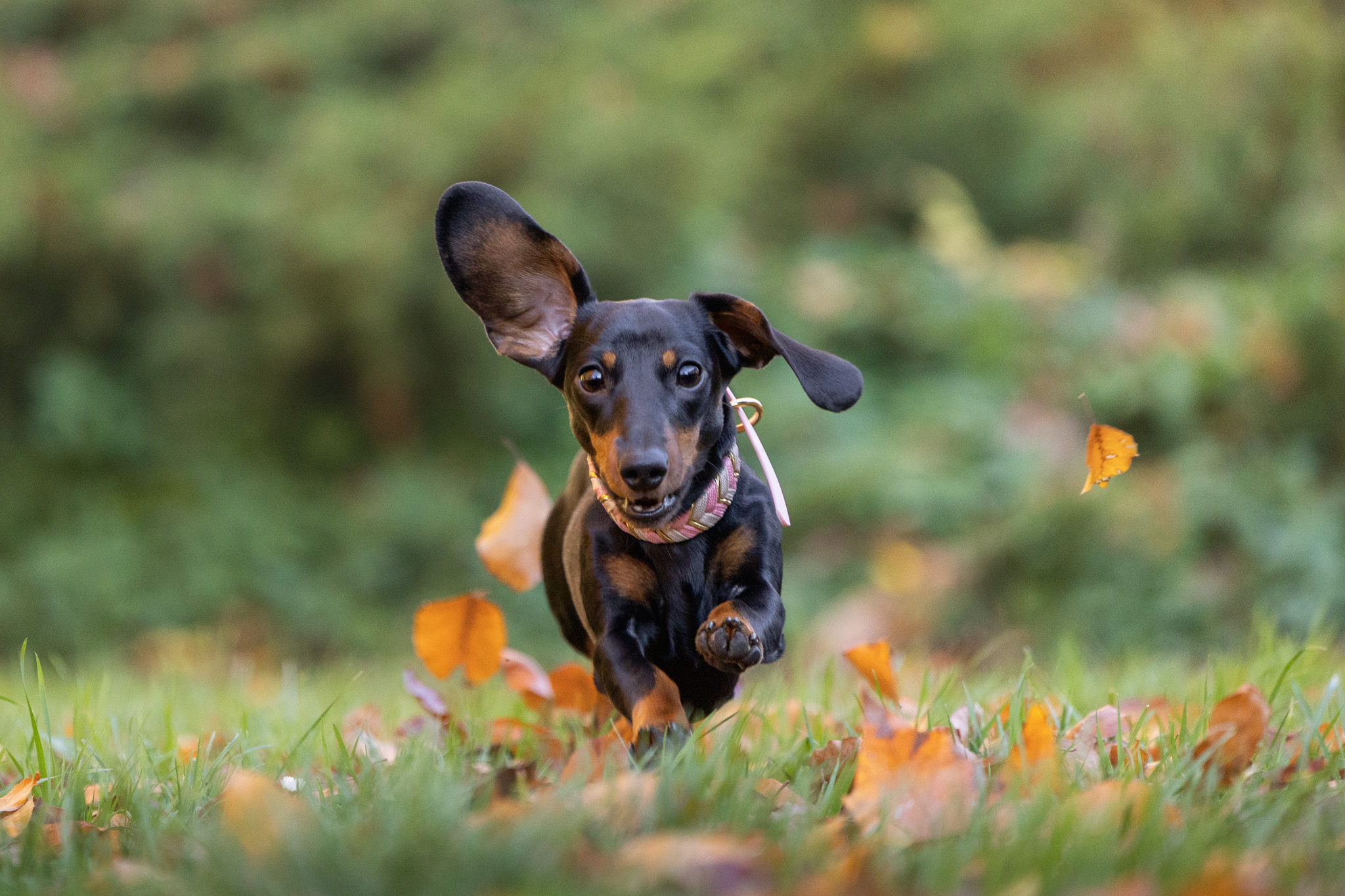 Shooting photo chien