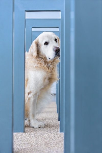 veritable-connexion-avec-votre-chien